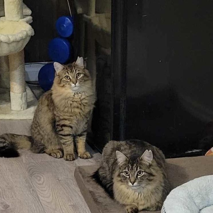 Enlarge Mufasa, a Adopted mixed breed in Chateauguay, QC image 5/6