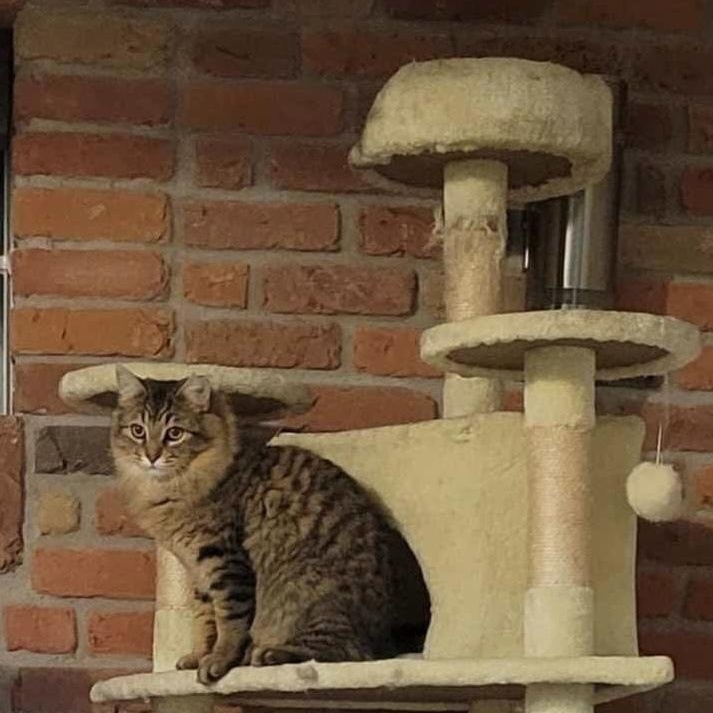 Enlarge Mufasa, a Adopted mixed breed in Chateauguay, QC image 6/6