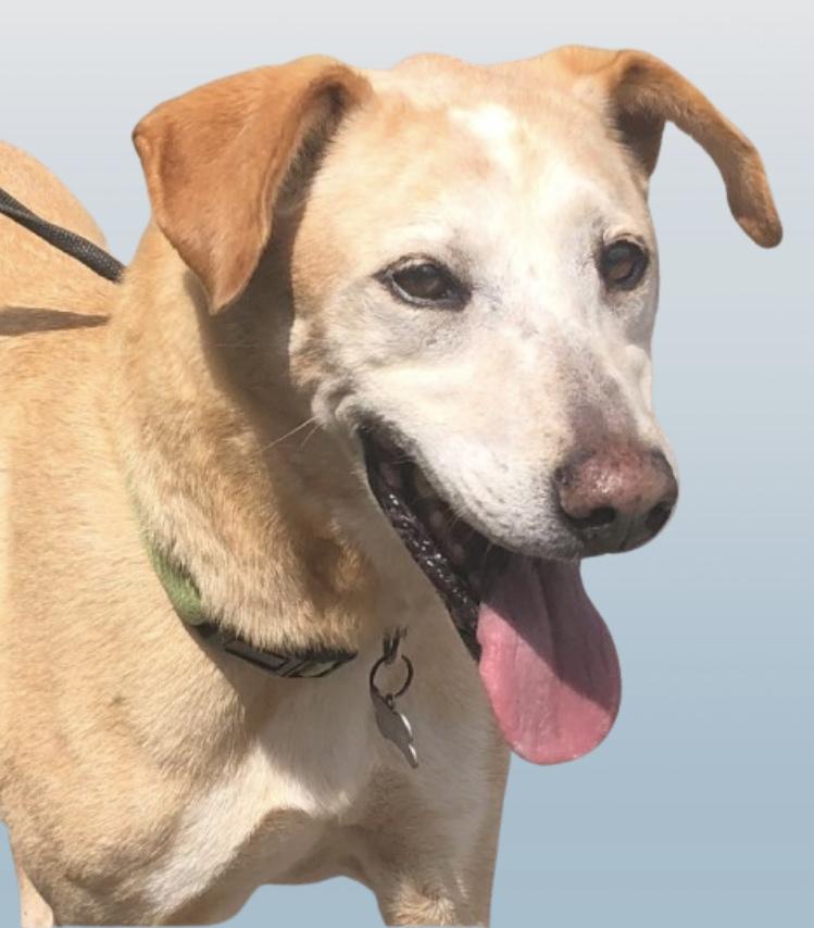 Sweetest Sawyer, Adoptable, Senior Male Yellow Labrador Retriever & Australian Cattle Dog / Blue Heeler.