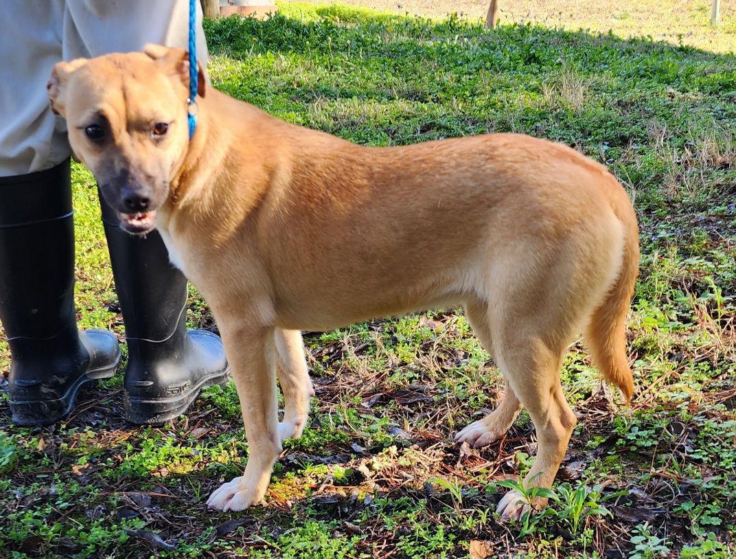 Enlarge 251447  Tinkerbell, a Adoptable Terrier in Wetumpka, AL image 1/3