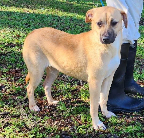 Enlarge 251447  Tinkerbell, a Adoptable Terrier in Wetumpka, AL image 2/3