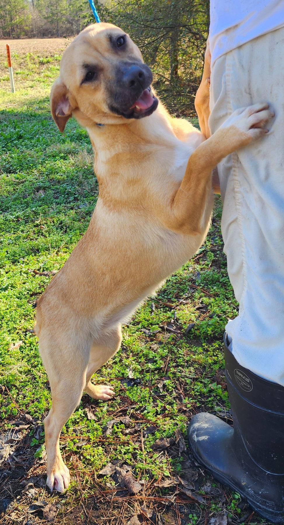 Enlarge 251447  Tinkerbell, a Adoptable Terrier in Wetumpka, AL image 3/3