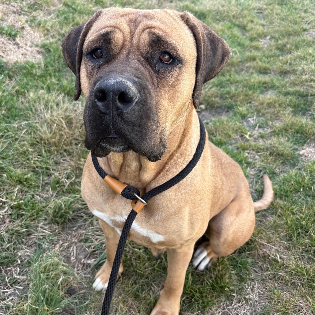 Enlarge Lucky, a Adoptable Mastiff in St Joseph, MO image 1/1