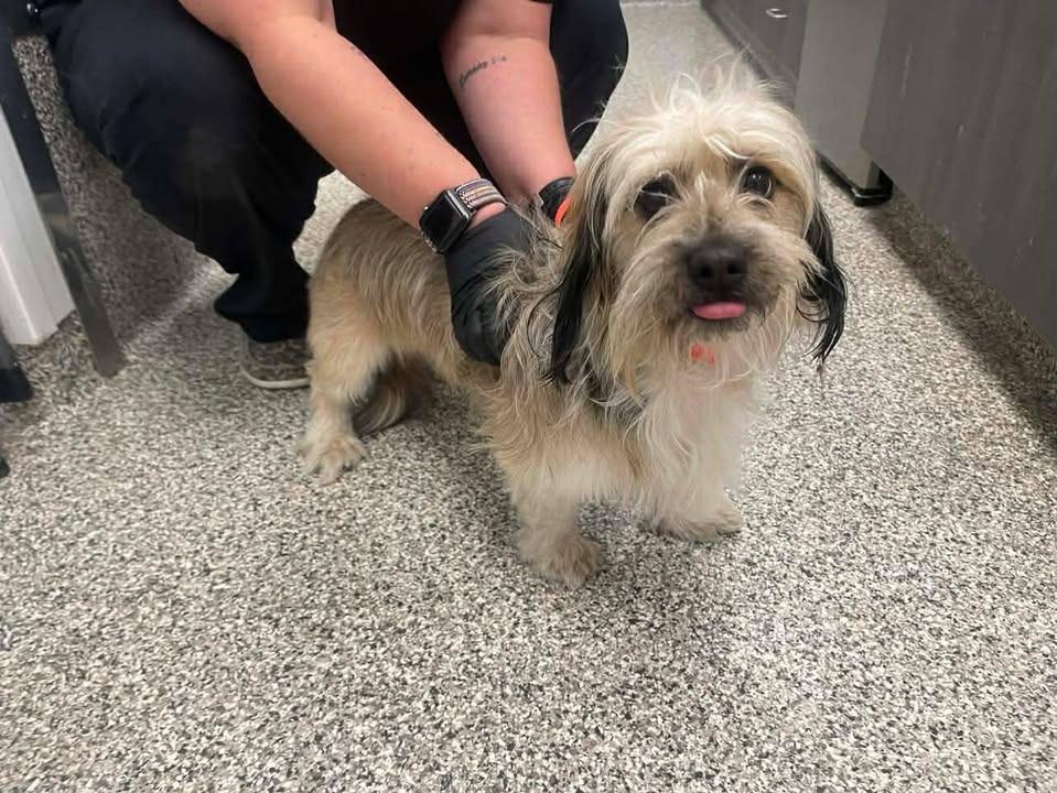 Enlarge Gabriella, a Adopted Terrier in Springdale, AR image 1/1