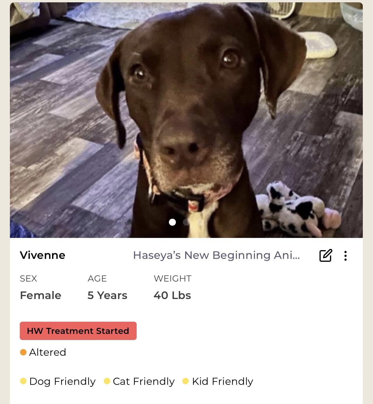 Vivenne, a Adoptable mixed breed in Rayne, LA image 1/3