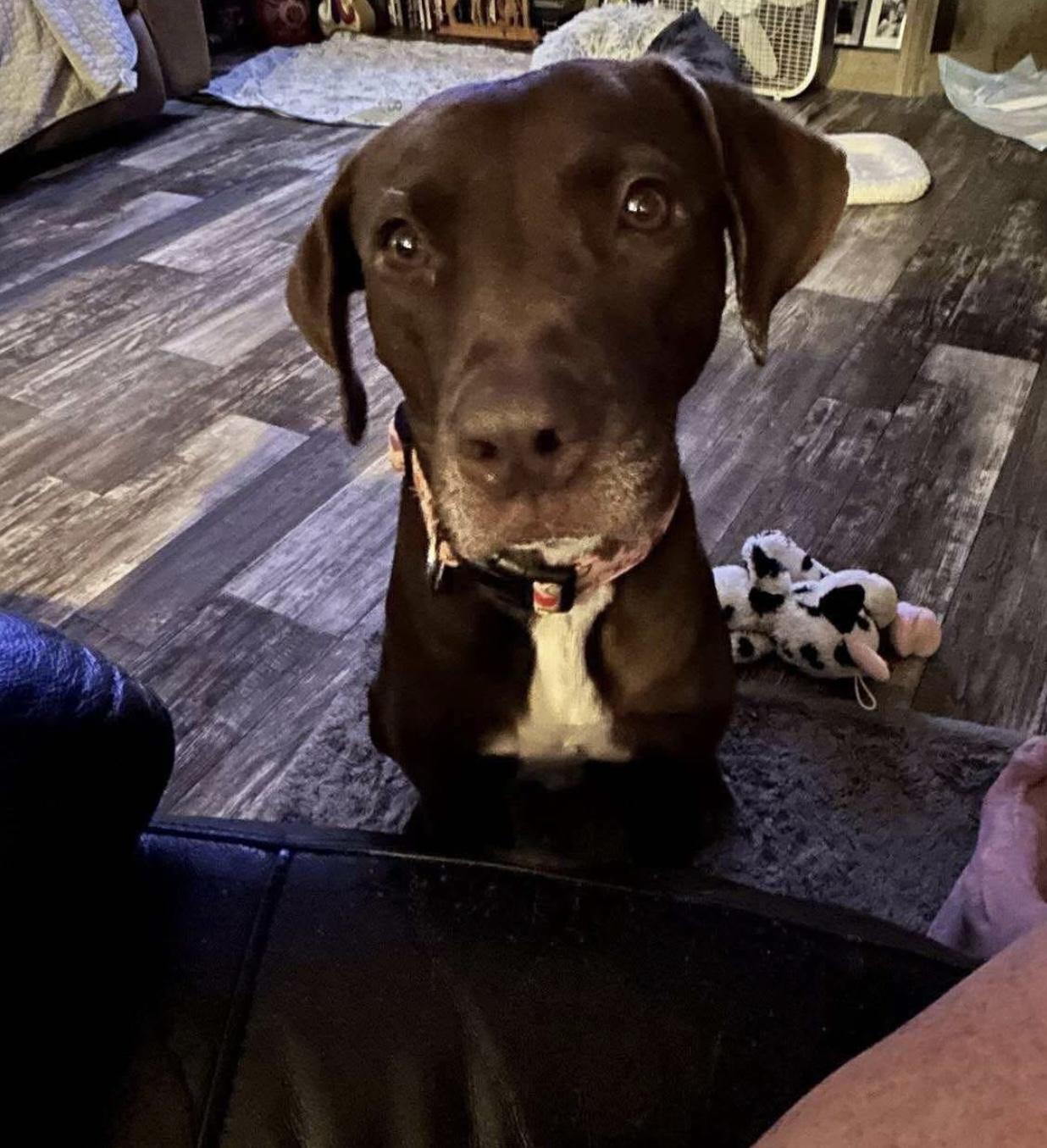 Vivenne, a Adoptable mixed breed in Rayne, LA image 3/3