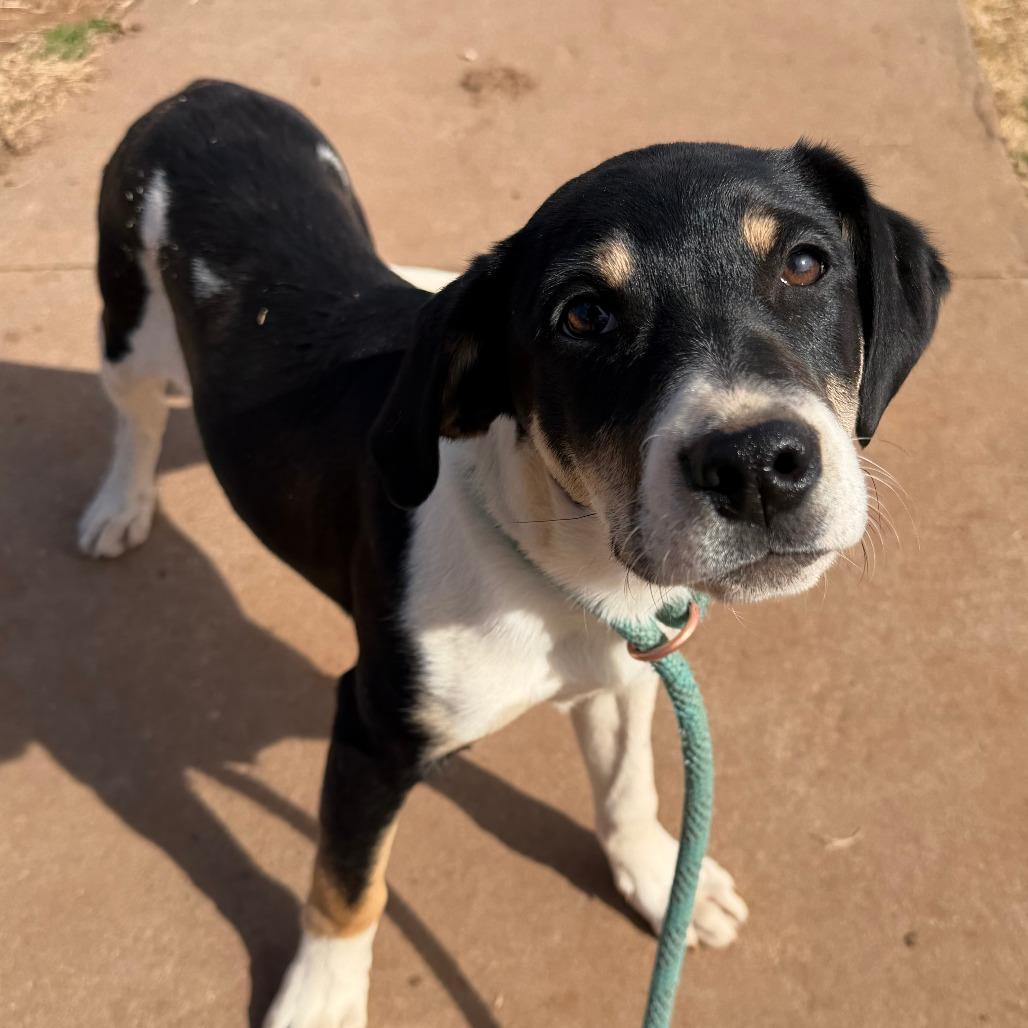Jane, Adoptable, Puppy Female Labrador Retriever & Rottweiler.