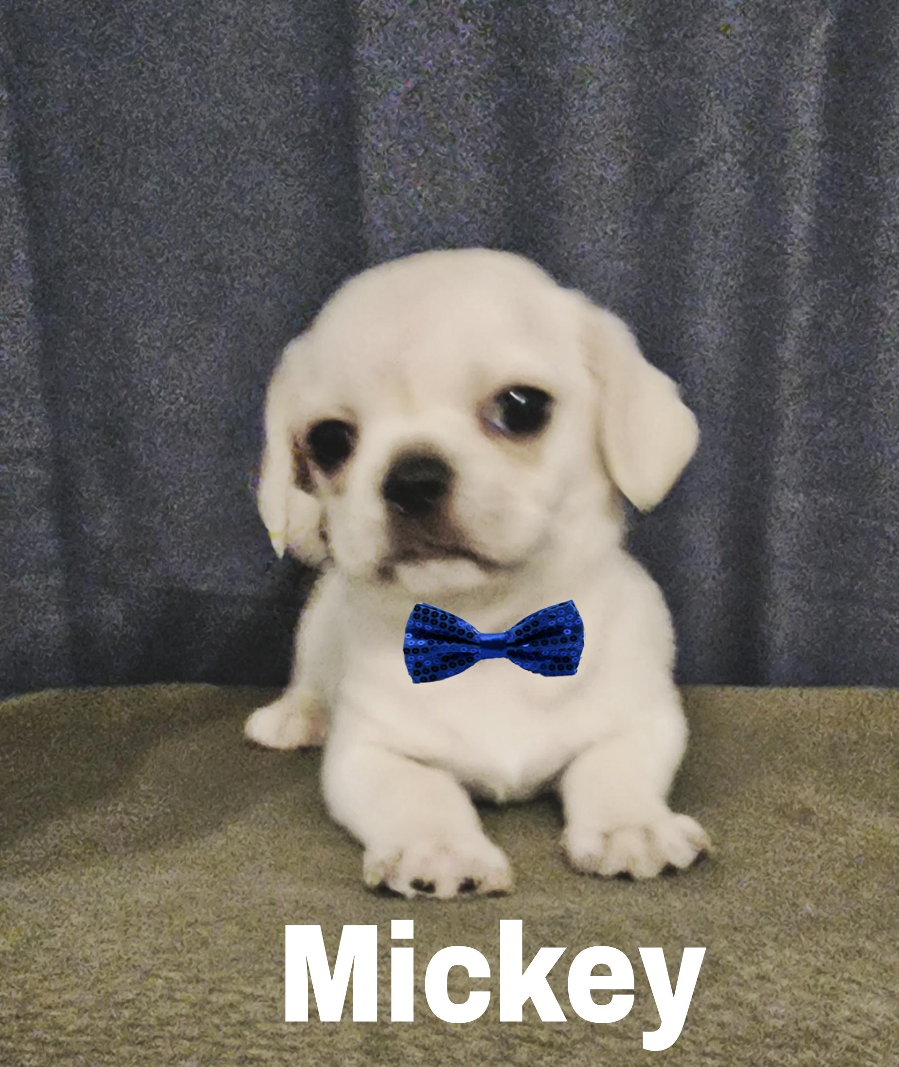 Mickey , Adoptable, Puppy Male Pug & Shih Tzu.
