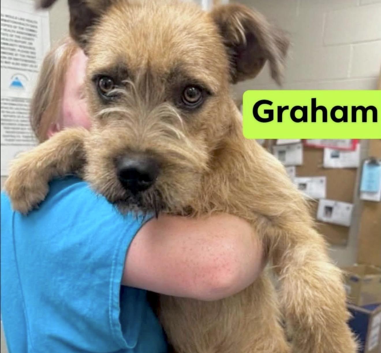 Enlarge Graham - Foster or foster to adopt needed, a ADOPTABLE mixed breed in Huntingtown, MD image 3/5