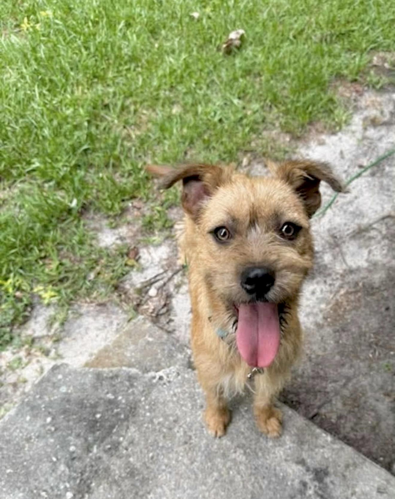 Enlarge Graham - Foster or foster to adopt needed, a ADOPTABLE mixed breed in Huntingtown, MD image 4/5