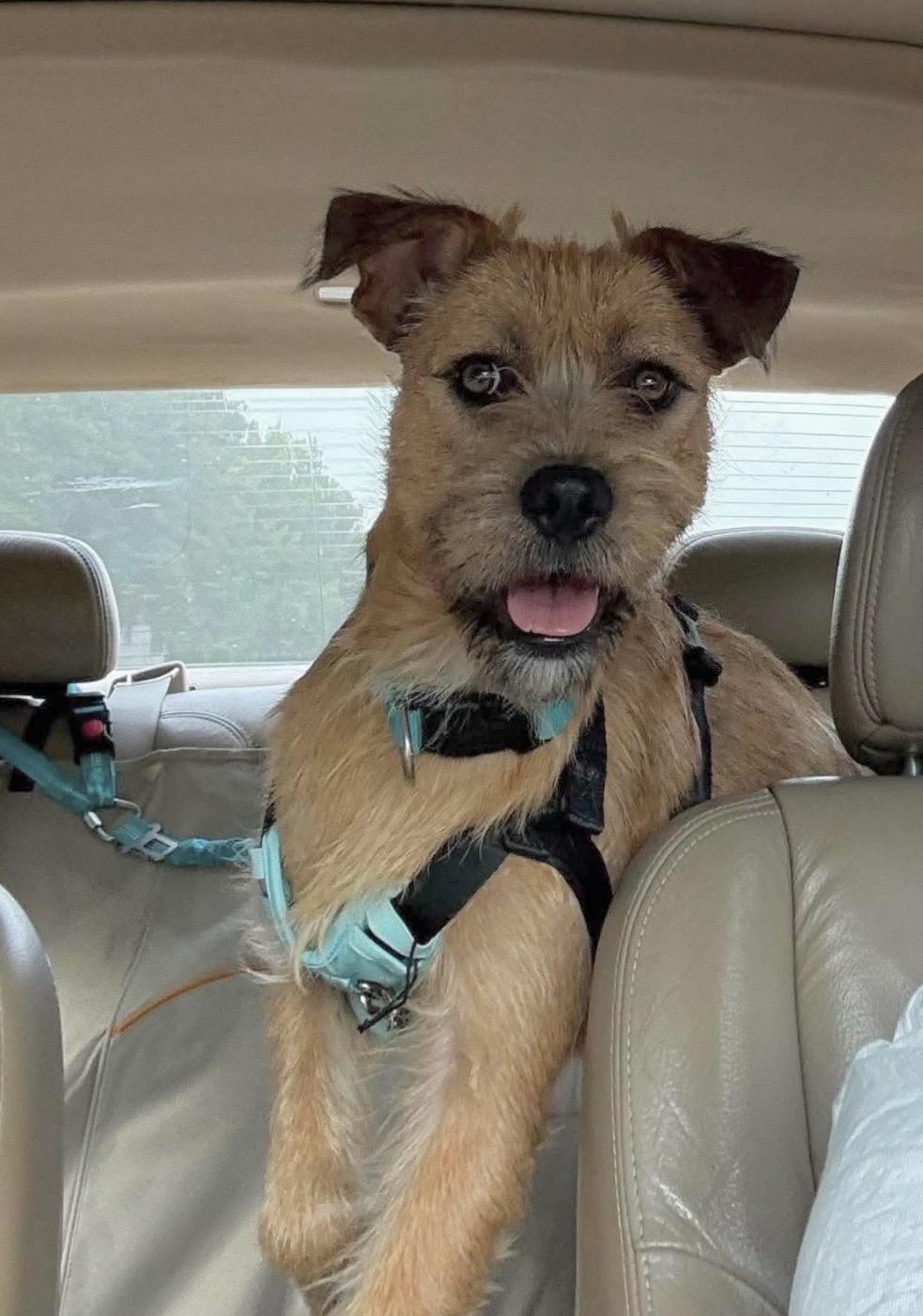 Enlarge Graham - Foster or foster to adopt needed, a ADOPTABLE mixed breed in Huntingtown, MD image 2/5