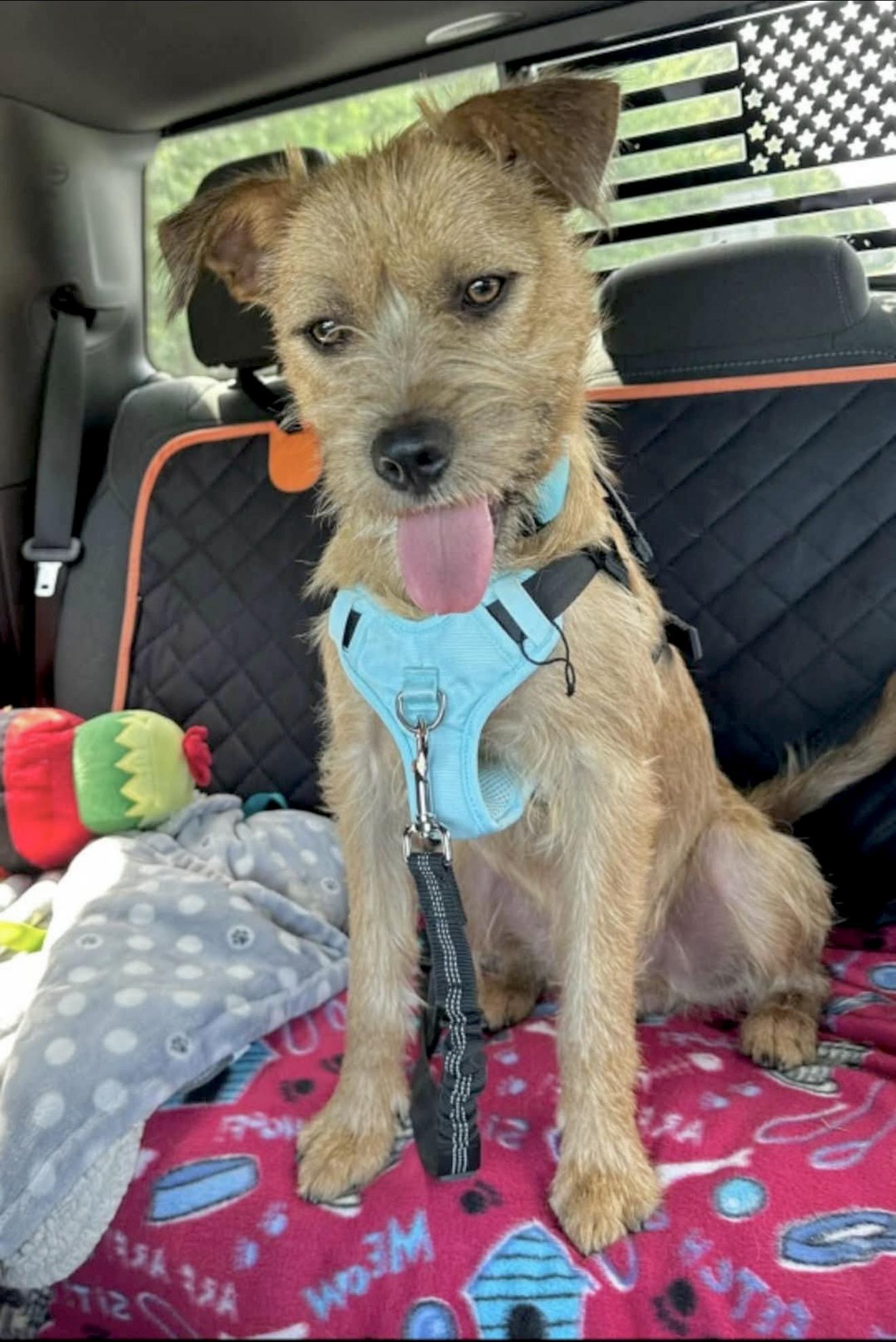 Graham - Foster or foster to adopt needed, ADOPTABLE, Young Male Terrier.