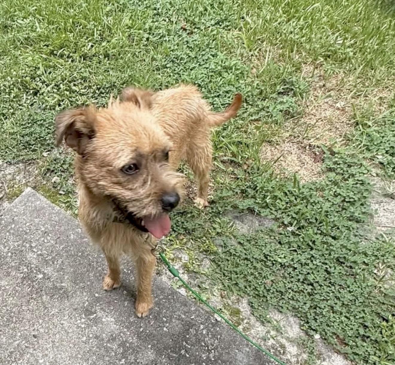 Enlarge Graham - Foster or foster to adopt needed, a ADOPTABLE mixed breed in Huntingtown, MD image 5/5