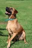 Duke, Adoptable, Adult Male Mixed Breed.