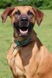 Duke, a Adoptable mixed breed in Columbia, TN image 2/5