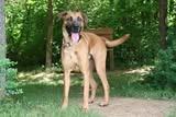 Duke, a Adoptable mixed breed in Columbia, TN image 3/5