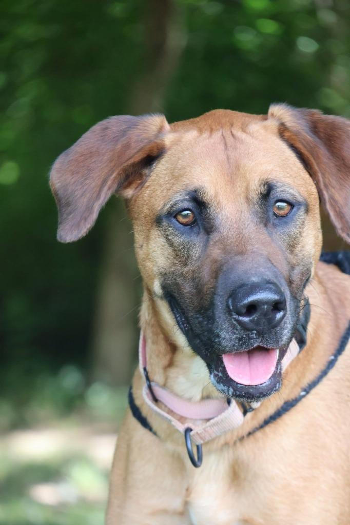 Enlarge Duke, a Adoptable mixed breed in Columbia, TN image 4/6