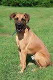 Duke, a Adoptable mixed breed in Columbia, TN image 4/5