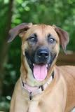 Duke, a Adoptable mixed breed in Columbia, TN image 5/5