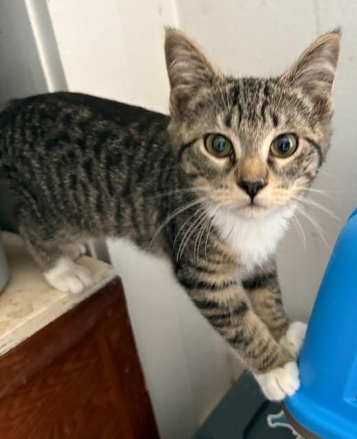 Agatha, Baby Female Domestic Short Hair