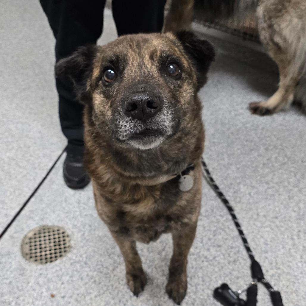 Enlarge Brod, a Adoptable German Shepherd Dog in Grand Rapids, MI image 1/1