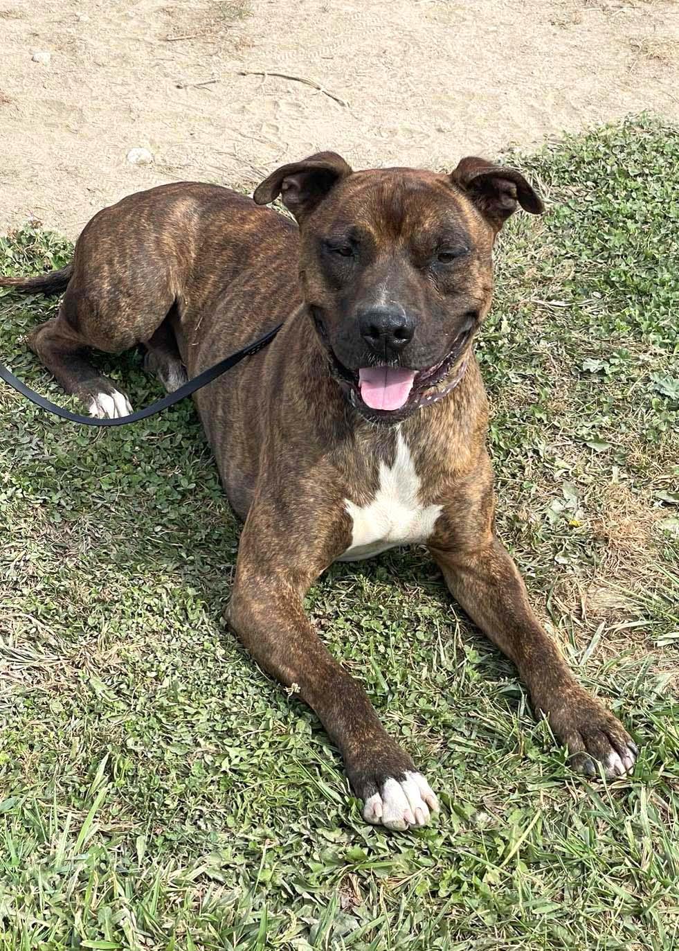 Enlarge Tigger-FOSTER NEEDED, a Adoptable American Staffordshire Terrier in West Richland, WA image 3/6