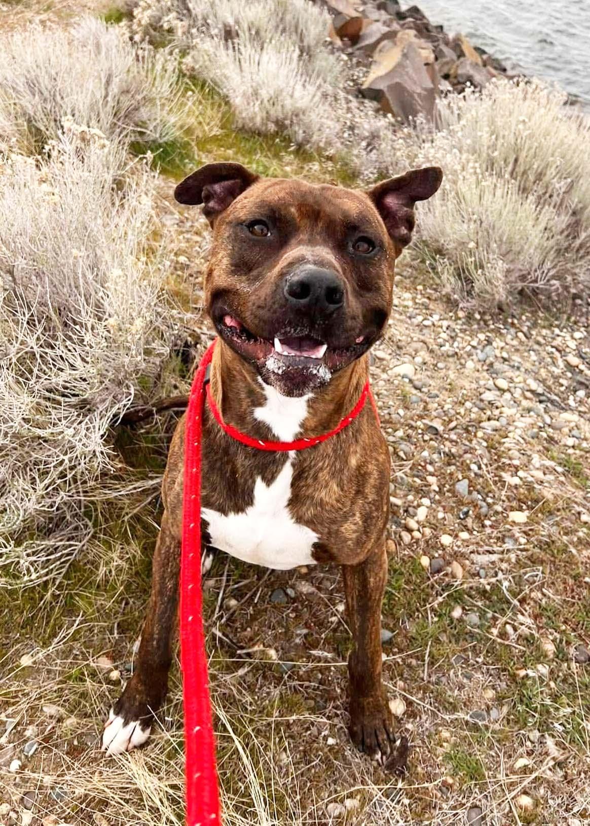 Enlarge Tigger-FOSTER NEEDED, a Adoptable American Staffordshire Terrier in West Richland, WA image 5/6
