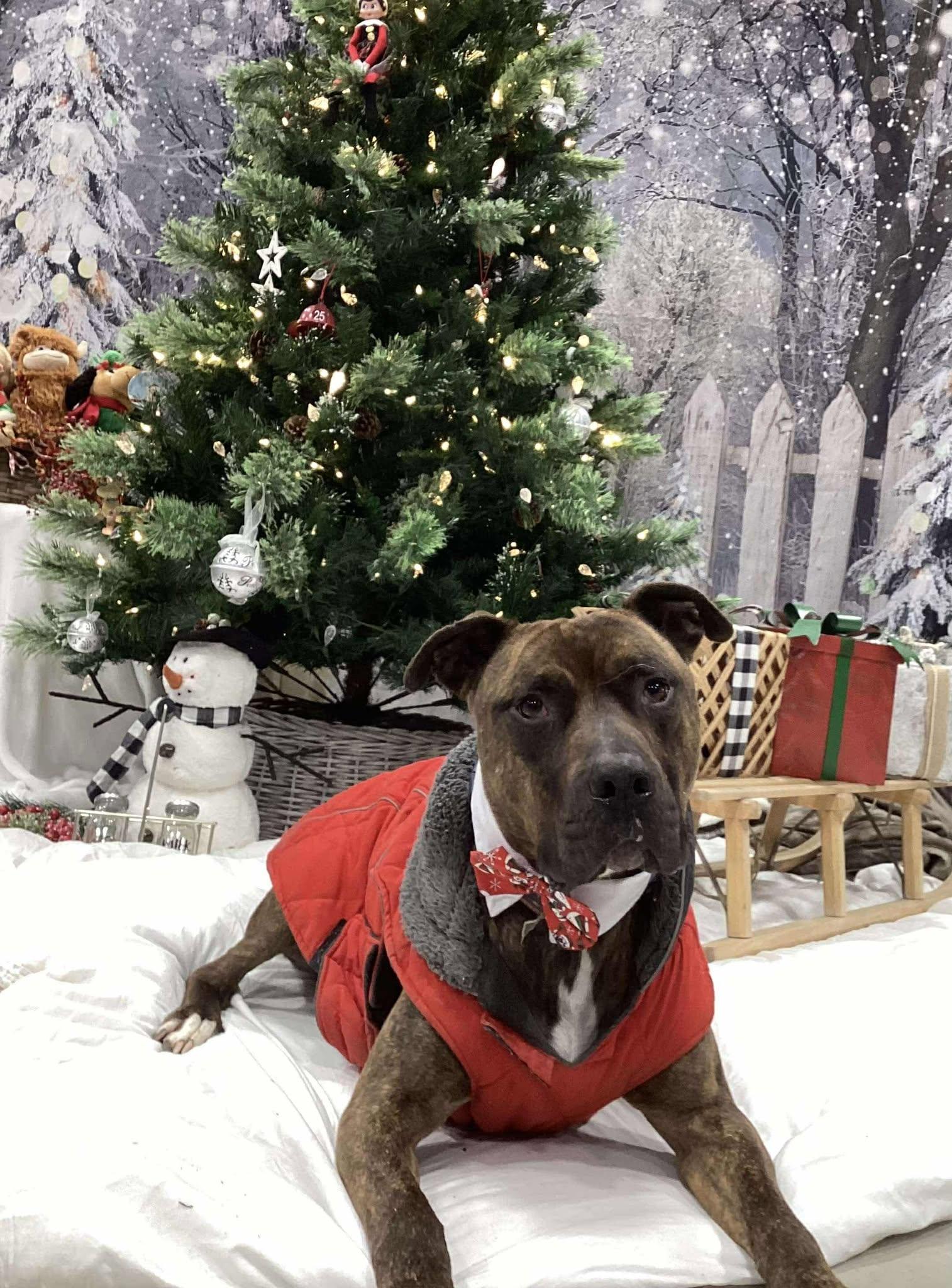 Enlarge Tigger-FOSTER NEEDED, a Adoptable American Staffordshire Terrier in West Richland, WA image 6/6