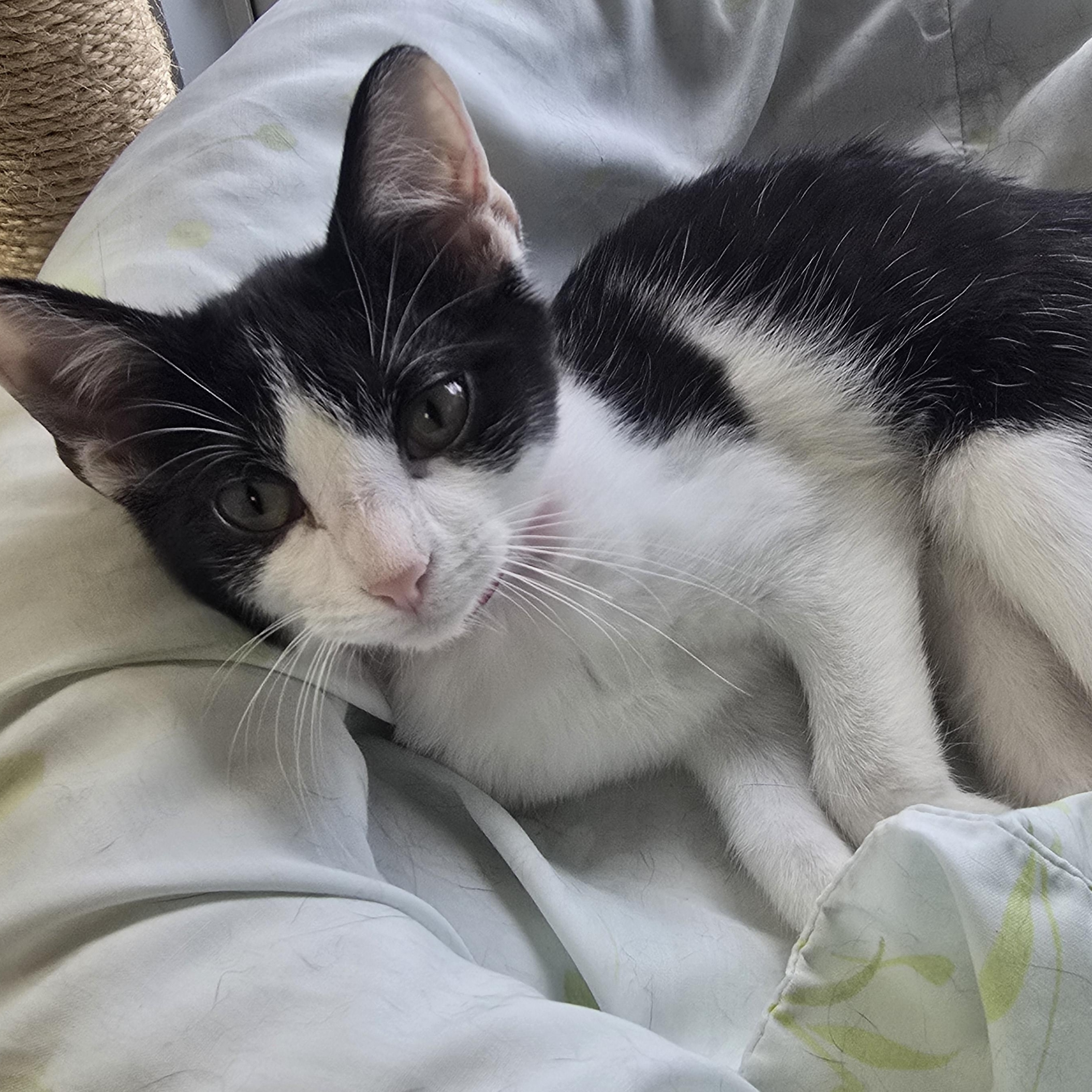 Elsie, ADOPTABLE, Kitten Female Domestic Short Hair.