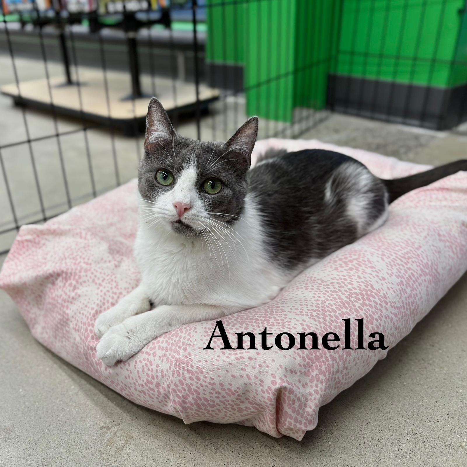 Antonella, Adoptable, Young Female Domestic Short Hair.