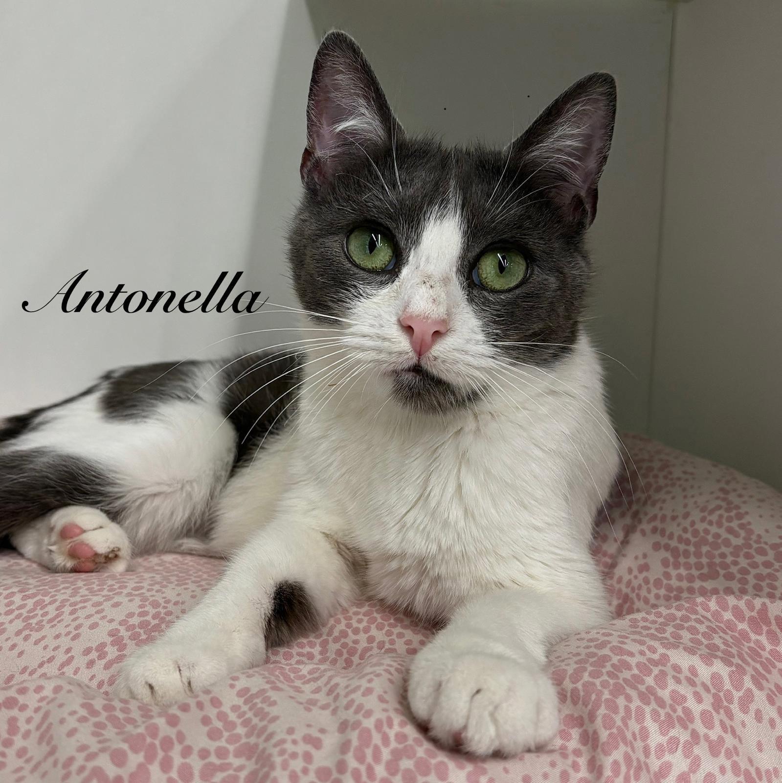 Antonella, a Adoptable Domestic Short Hair in Spring Lake, NJ image 2/3