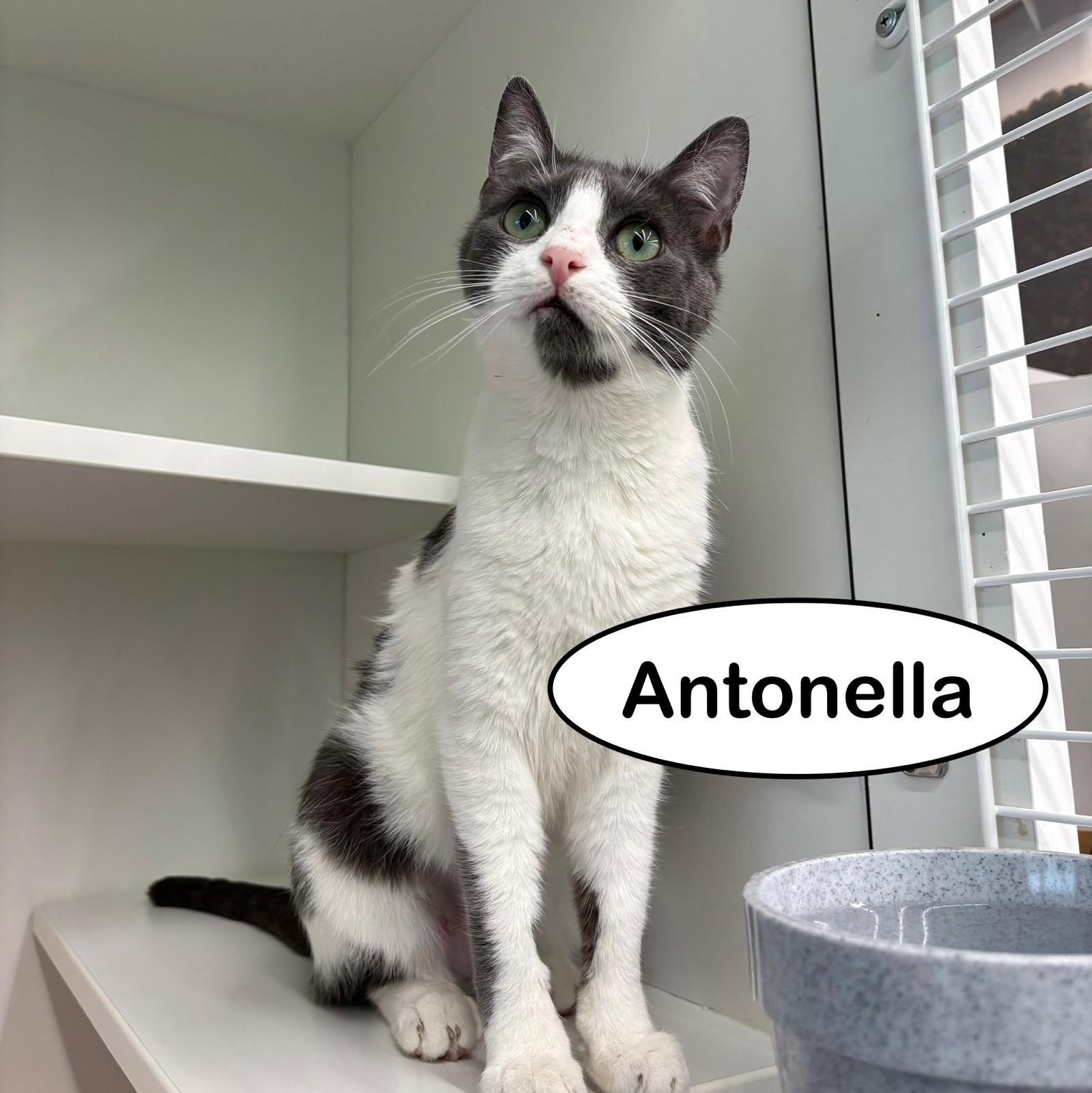 Antonella, a Adoptable Domestic Short Hair in Spring Lake, NJ image 3/3