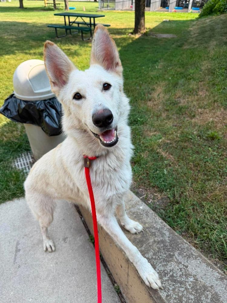 Melanie, Adoptable, Young Female German Shepherd Dog.