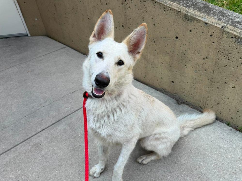 Enlarge Melanie, a Adoptable German Shepherd Dog in Suamico, WI image 2/3