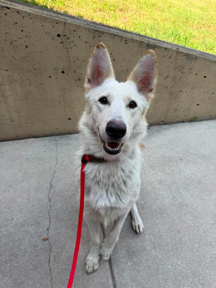 Enlarge Melanie, a Adoptable German Shepherd Dog in Suamico, WI image 3/3