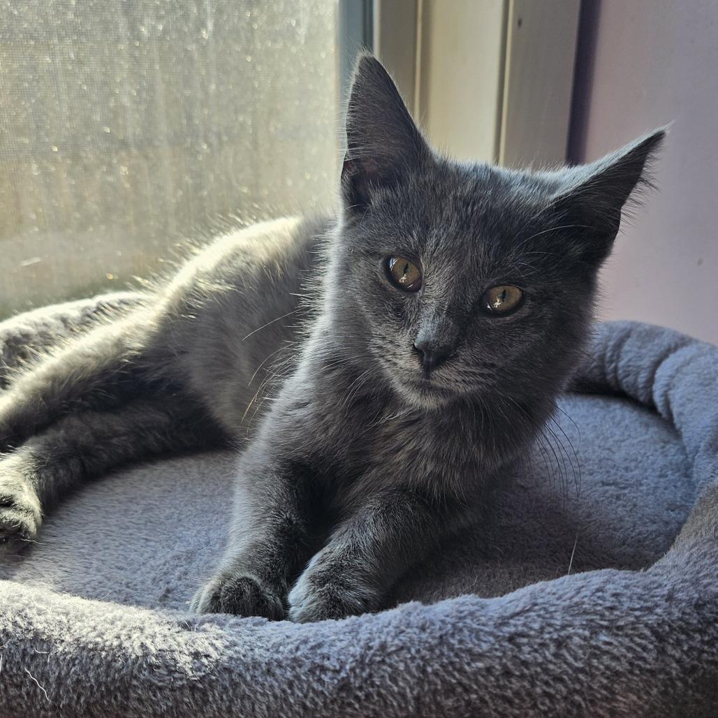 Enlarge Jackson, a Adoptable Domestic Short Hair in Tawas City, MI image 1/1