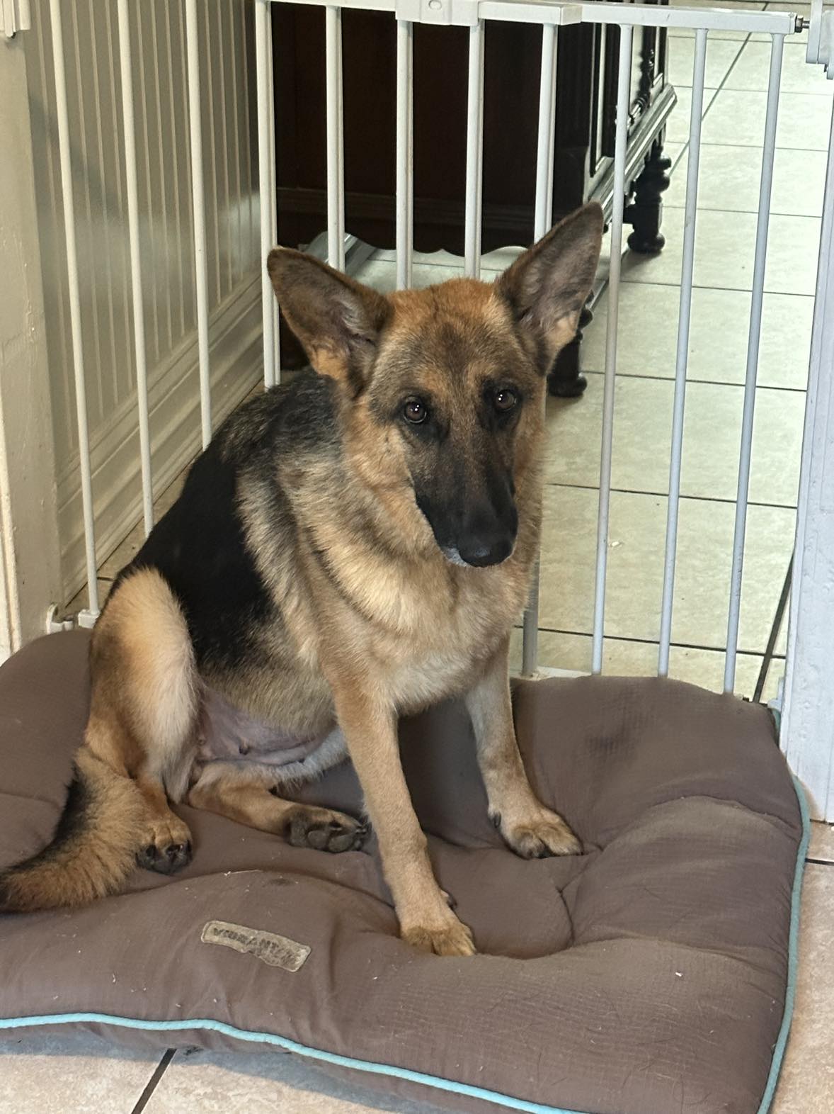 Enlarge Yena, a Adopted German Shepherd Dog in Memphis, TN image 1/3