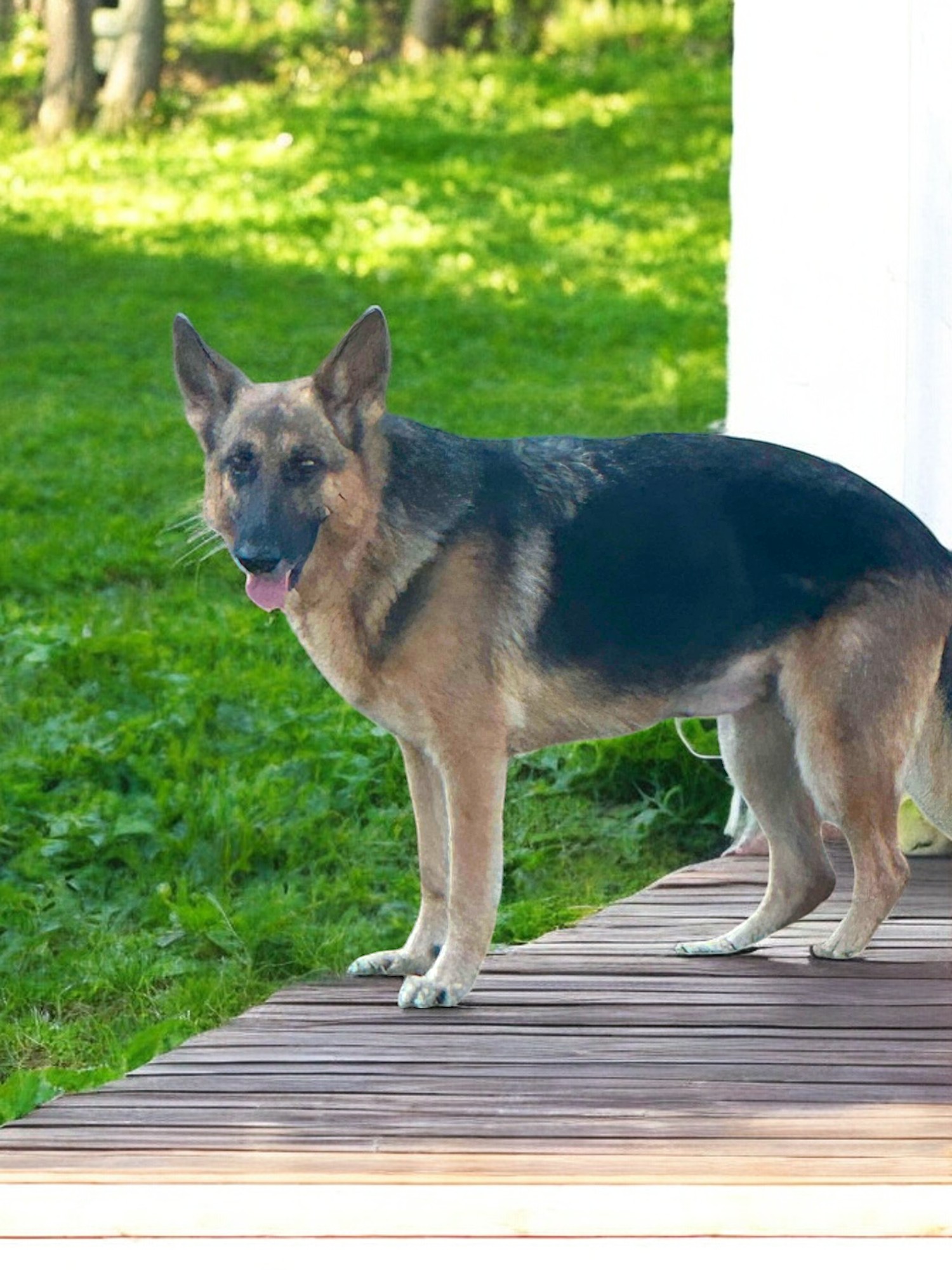 Enlarge Yena, a Adopted German Shepherd Dog in Memphis, TN image 3/3