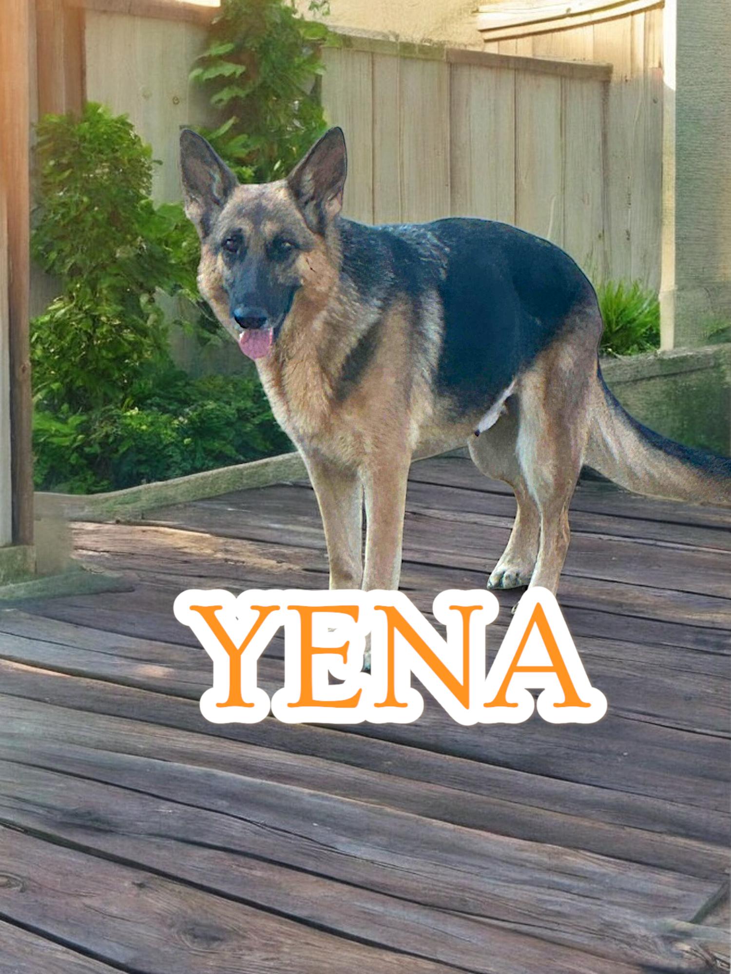 Enlarge Yena, a Adopted German Shepherd Dog in Memphis, TN image 2/3