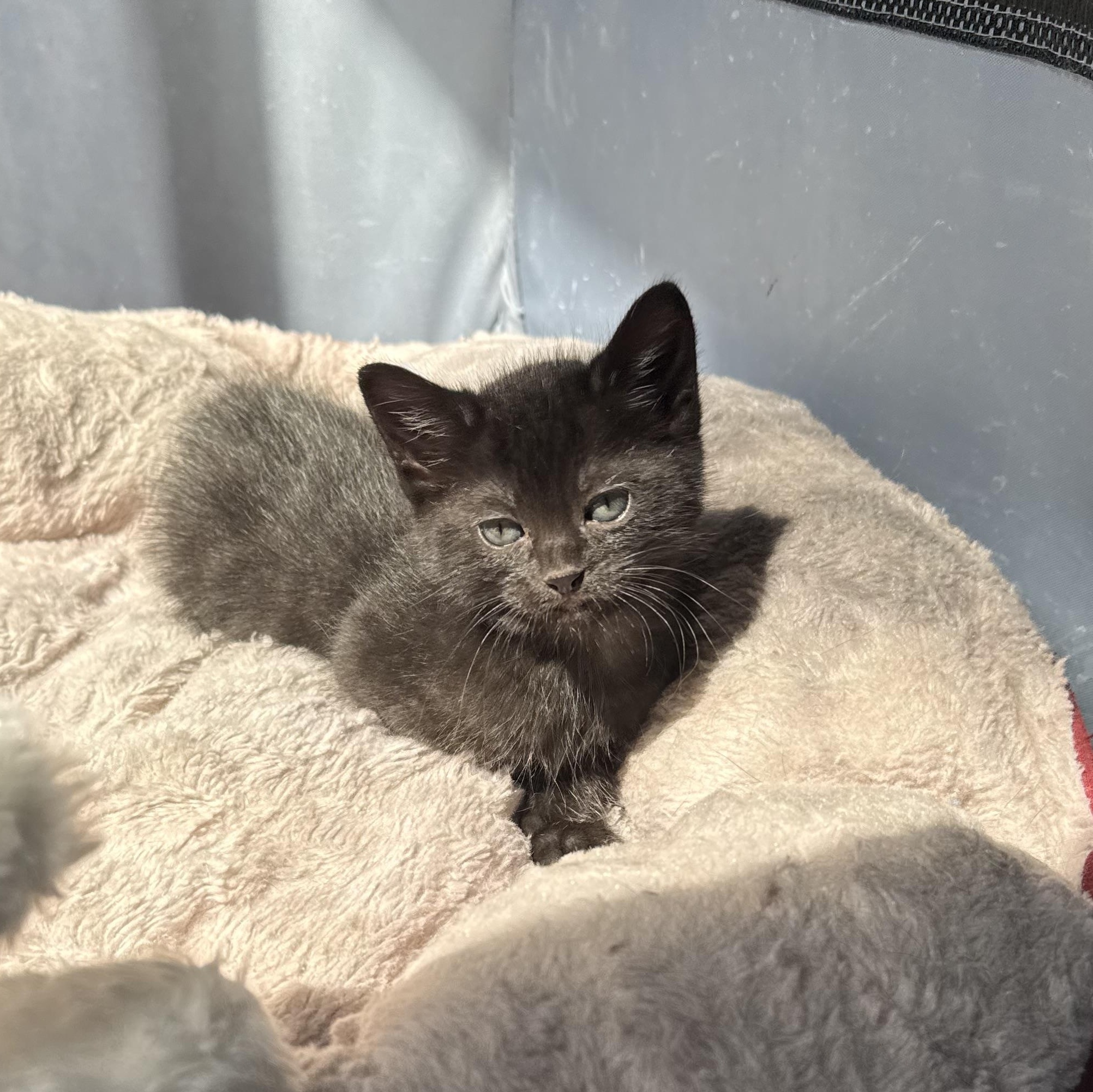 Enlarge Bumble, a ADOPTABLE Domestic Short Hair in Davis, CA image 2/5