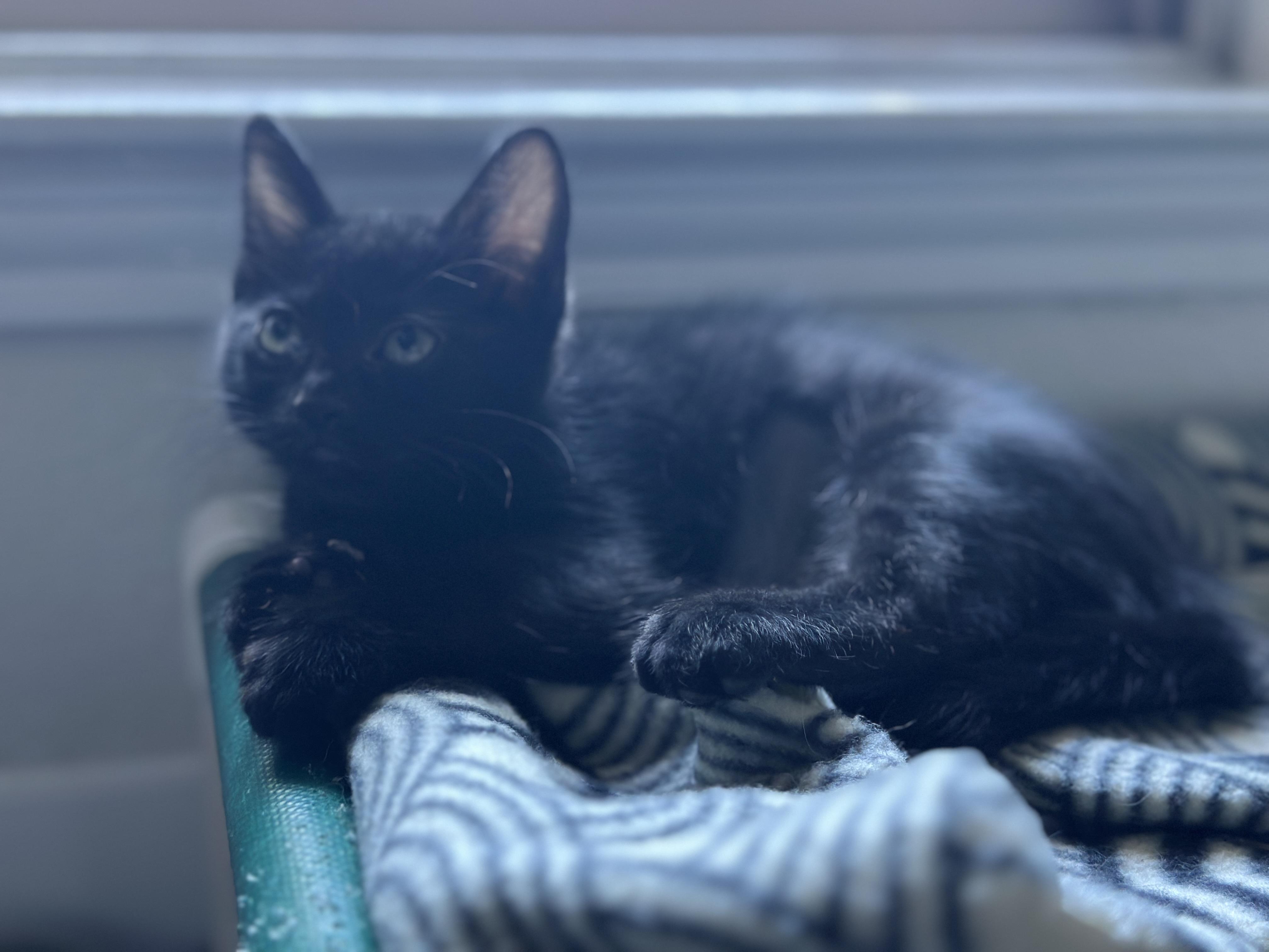 Enlarge Bumble, a ADOPTABLE Domestic Short Hair in Davis, CA image 3/5