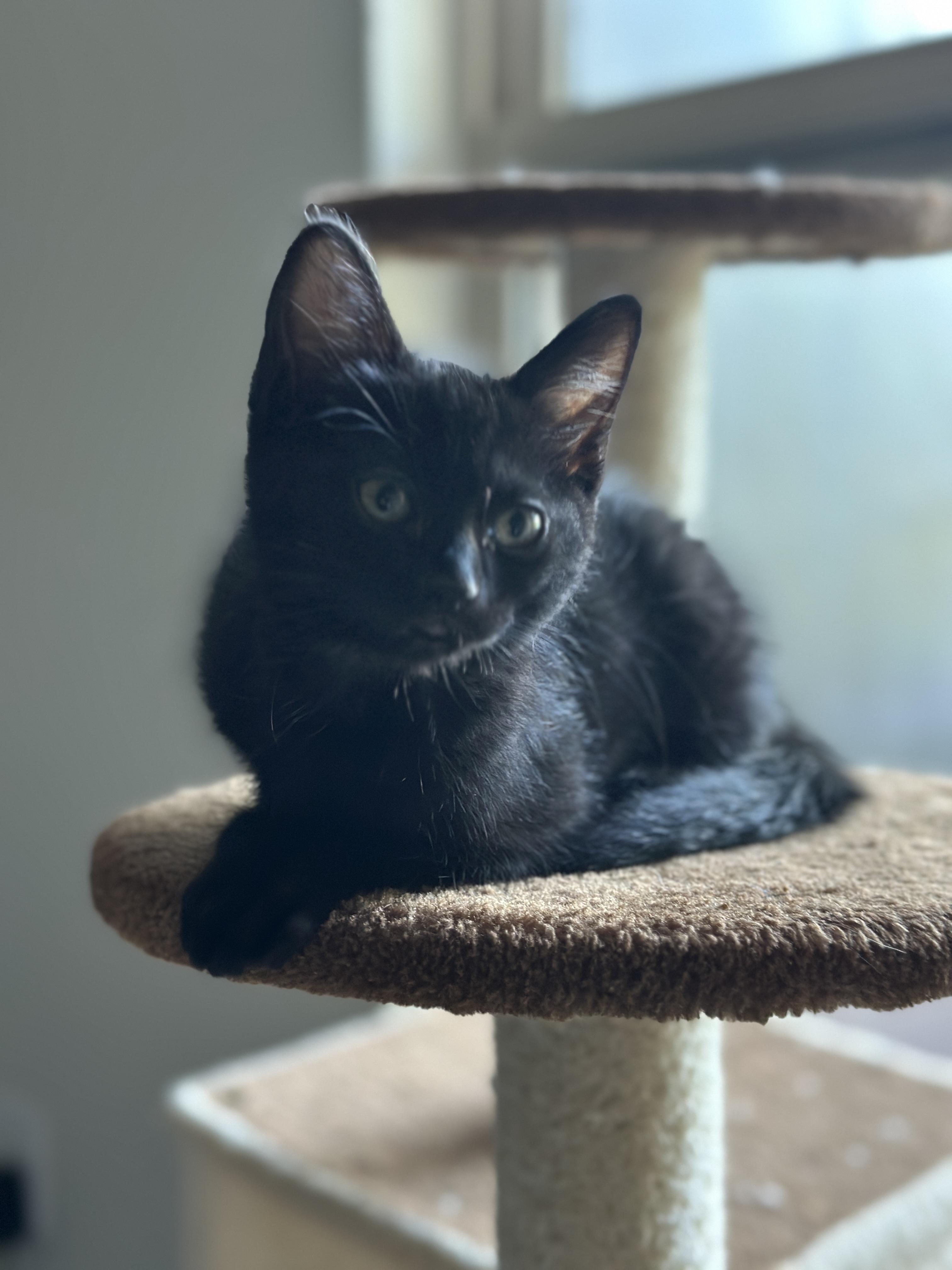 Enlarge Bumble, a ADOPTABLE Domestic Short Hair in Davis, CA image 4/5