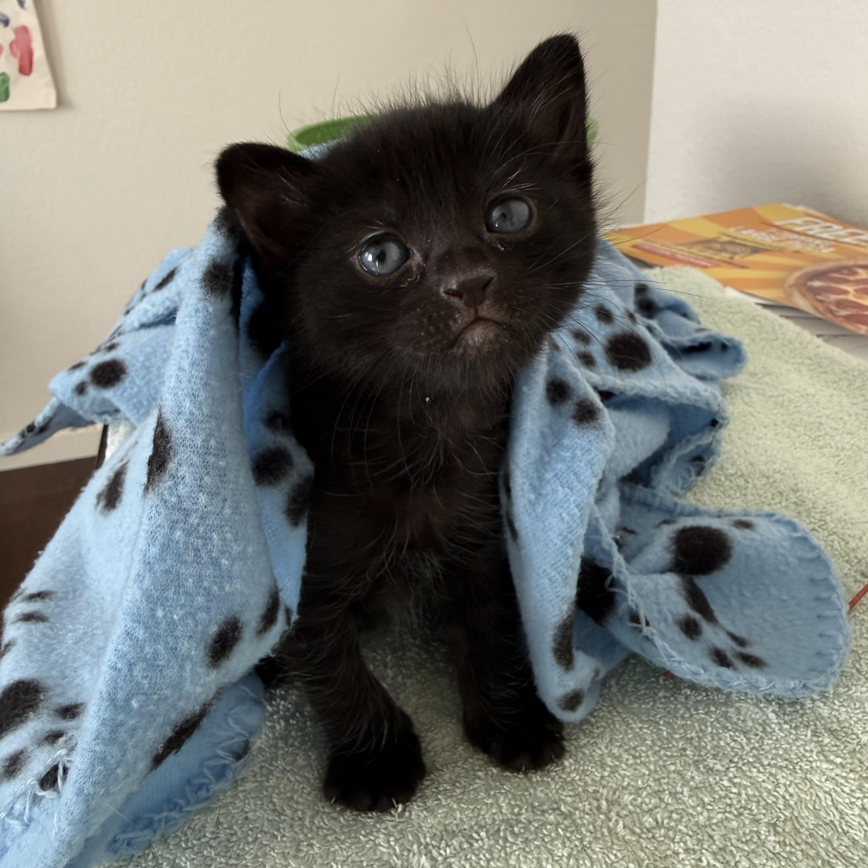 Bumble, ADOPTABLE, Kitten Female Domestic Short Hair.