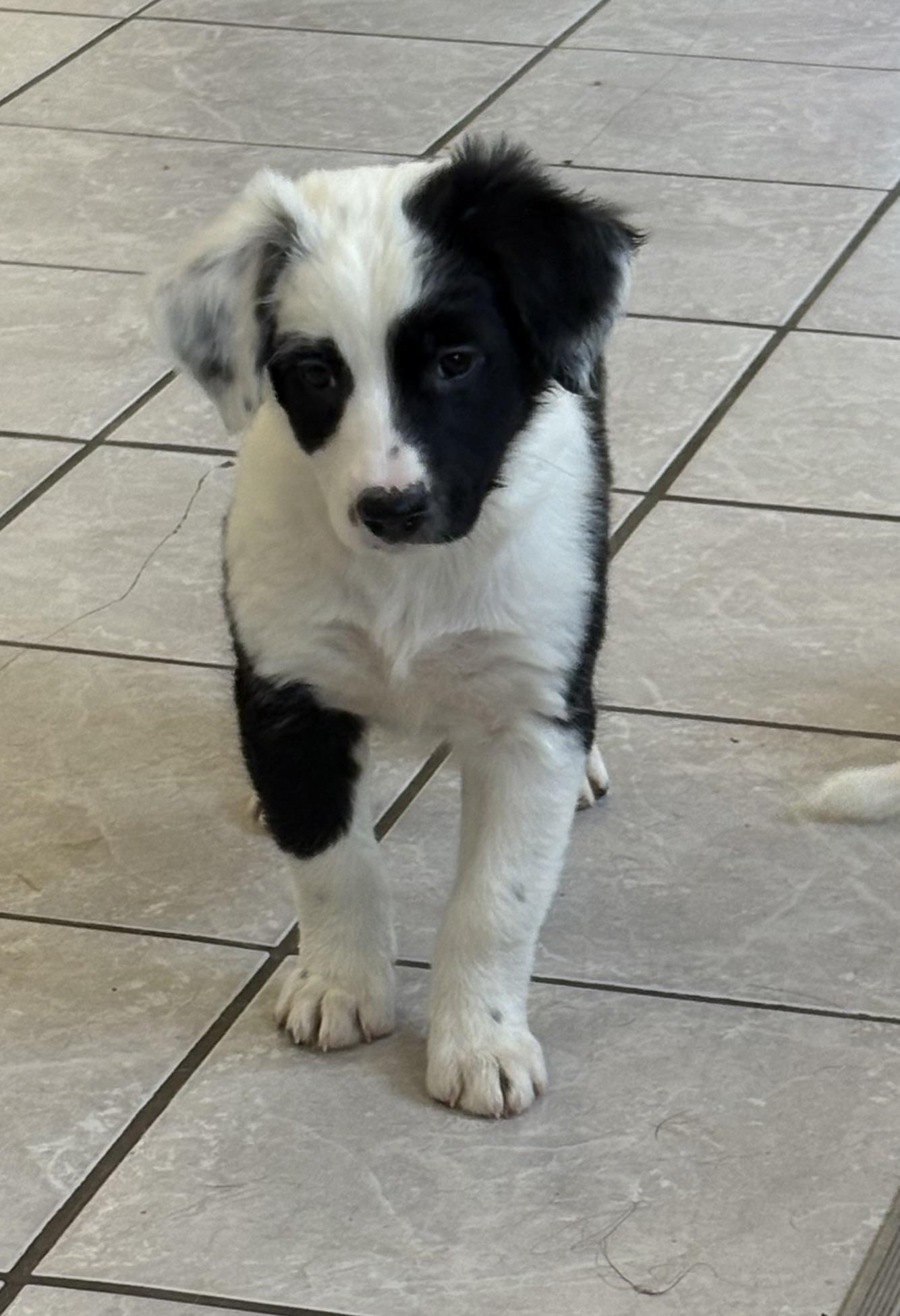 Magpie, an adoptable Border Collie, Pointer in Grant, NE, 69140 | Photo Image 1
