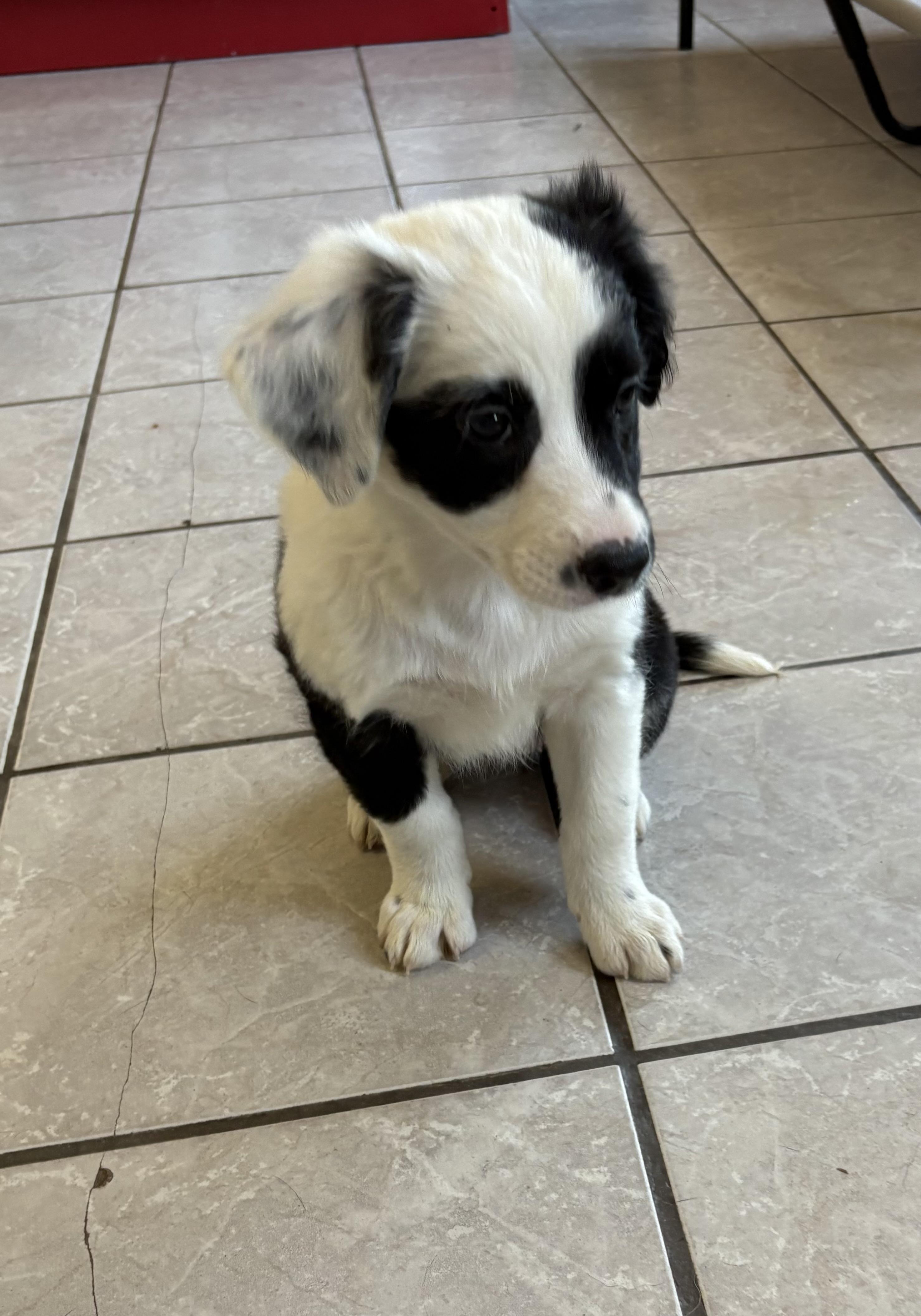 Magpie, an adoptable Border Collie, Pointer in Grant, NE, 69140 | Photo Image 3