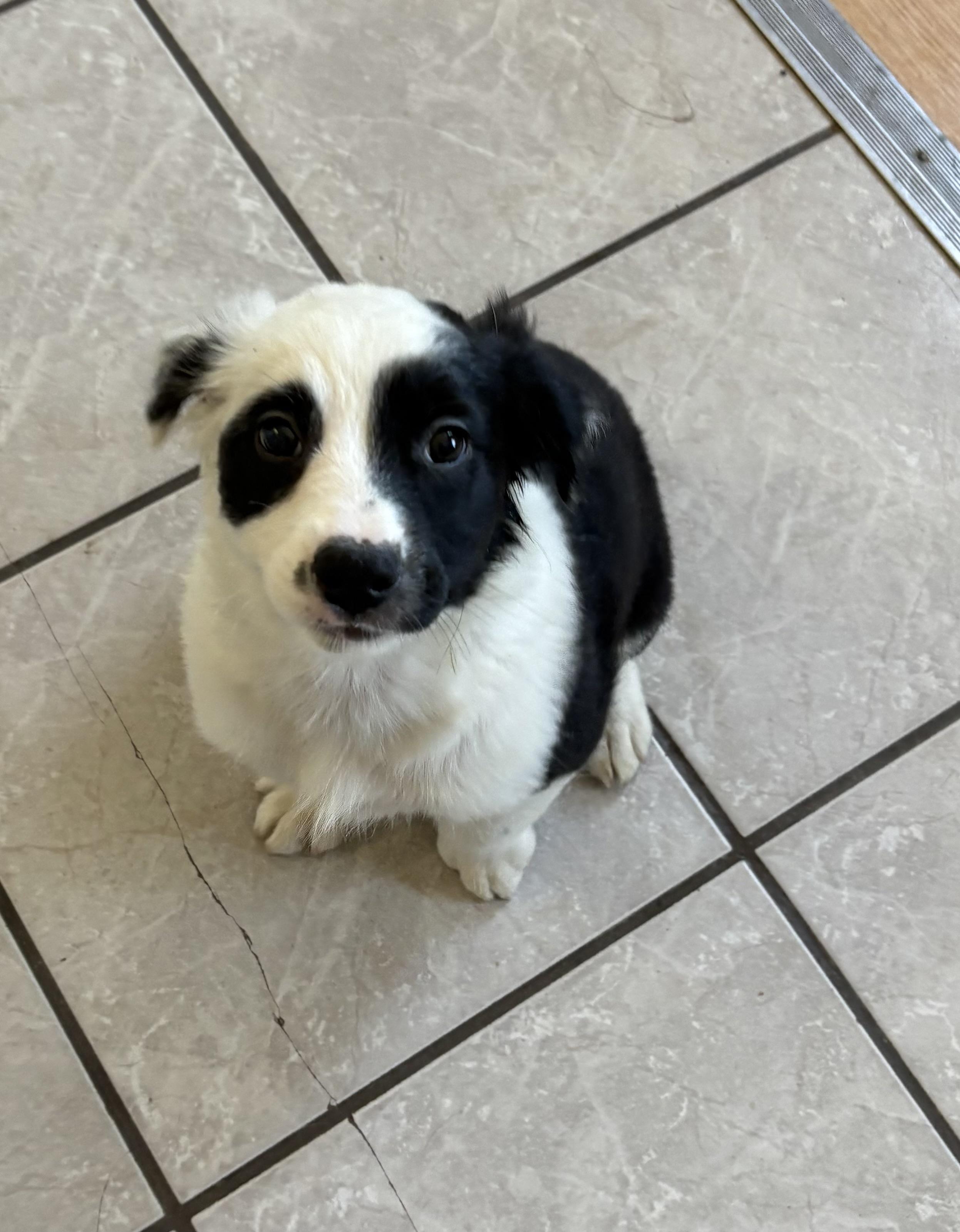 Magpie, an adoptable Border Collie, Pointer in Grant, NE, 69140 | Photo Image 2