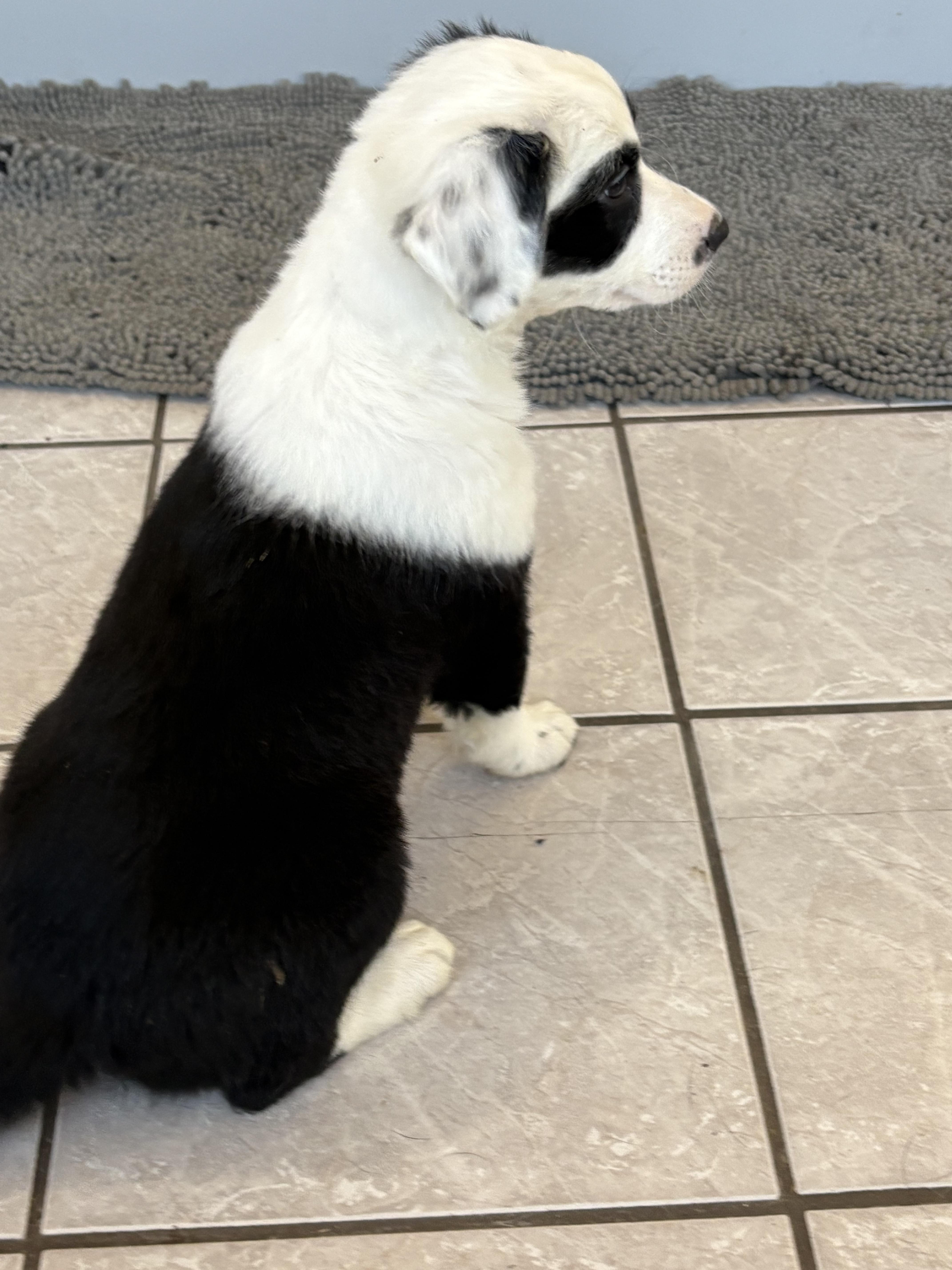 Magpie, an adoptable Border Collie, Pointer in Grant, NE, 69140 | Photo Image 4