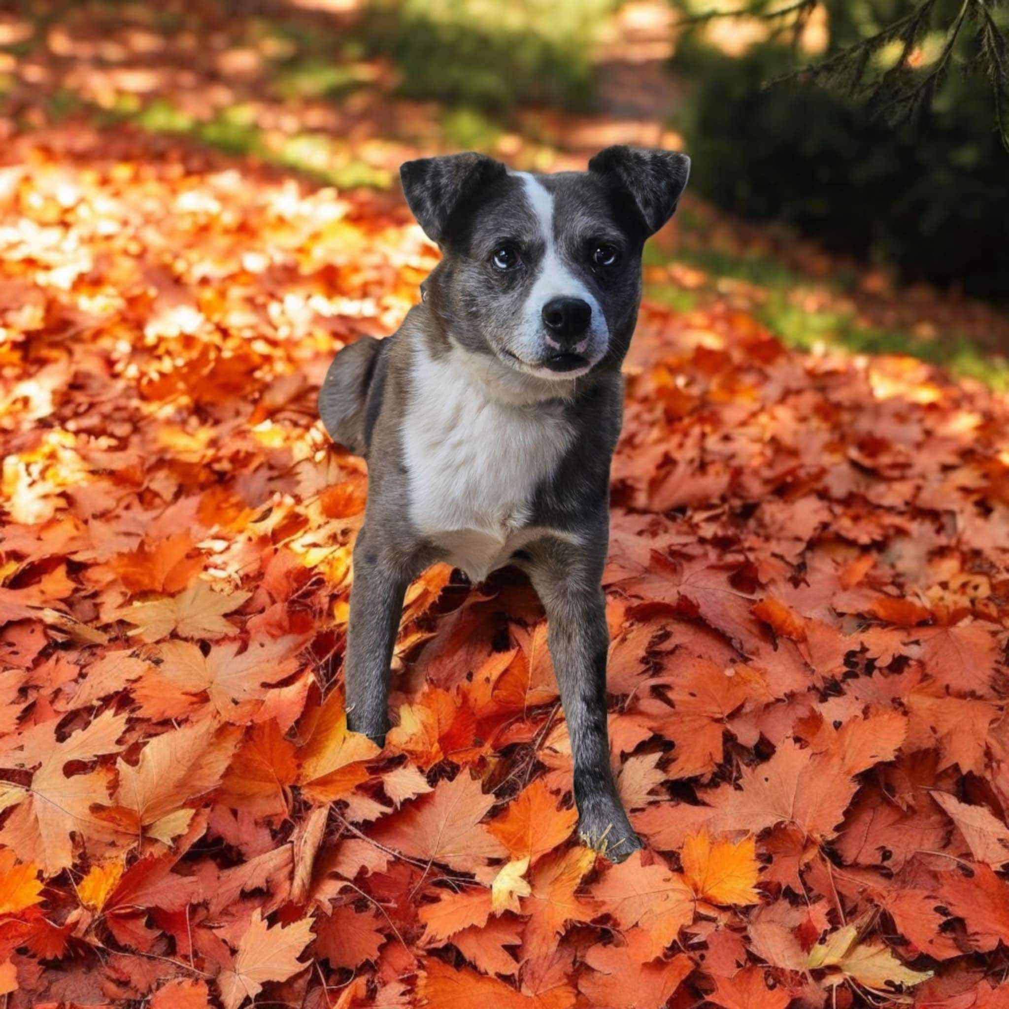 Rocco (20241016-22) — thumbnail 2