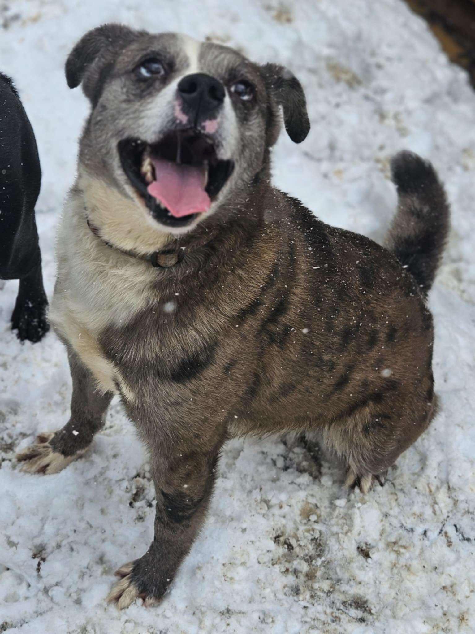 Rocco (20241016-22) — thumbnail 3