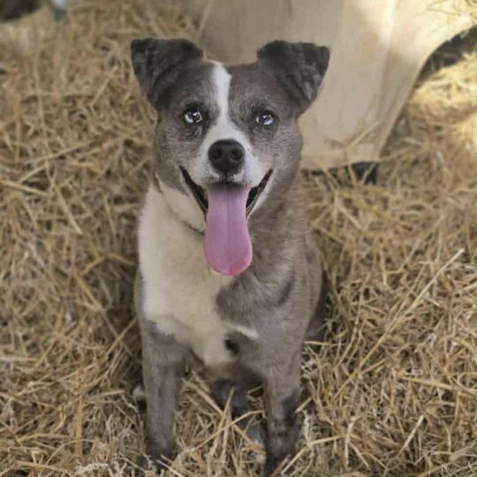 Rocco (20241016-22) — thumbnail 4